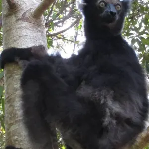Explore 11 Days East of Madagascar Tour for 11 days with Fosa Travel and discover unforgettable experiences - Photo 6