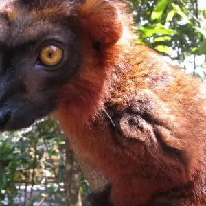 Explore 11 Days East of Madagascar Tour for 11 days with Fosa Travel and discover unforgettable experiences - Photo 7