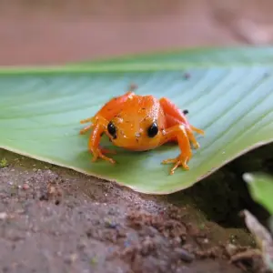 Explore 12 Days South of Madagascar for 12 days with Fosa Travel and discover unforgettable experiences - Photo 6