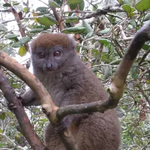 Explore Madagascar 9 Days Baobabs and Lemurs Tour for 9 days with Fosa Travel and discover unforgettable experiences - Photo 8