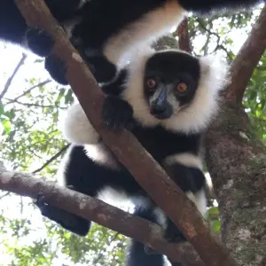 Explore 11 Days East of Madagascar Tour for 11 days with Fosa Travel and discover unforgettable experiences - Photo 8