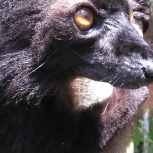Explore 11 Days East of Madagascar Tour for 11 days with Fosa Travel and discover unforgettable experiences - Photo 9