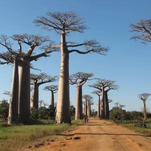 Explore Madagascar 9 Days Baobabs and Lemurs Tour for 9 days with Fosa Travel and discover unforgettable experiences - Photo 10