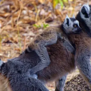 Explore 12 Days South of Madagascar for 12 days with Fosa Travel and discover unforgettable experiences - Photo 9