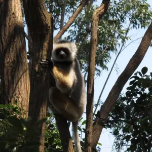 Explore 11 Days East of Madagascar Tour for 11 days with Fosa Travel and discover unforgettable experiences - Photo 10