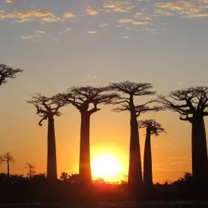 Explore Madagascar 9 Days Baobabs and Lemurs Tour for 9 days with Fosa Travel and discover unforgettable experiences - Photo 11