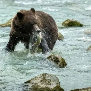 Explore Amazing Alaska- 12 Day Alaska Guided Hiking Tour for 12 days with Fresh Adventures and discover unforgettable experiences - Photo 3