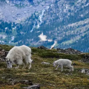 Explore Gems of the Yukon | Hiking Tour with Hotel Stays for 7 days with Fresh Adventures and discover unforgettable experiences - Photo 6