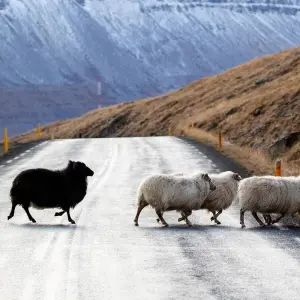 Explore 12 Days Combo Northern Lights Secrets - Westfjords & Guided Iceland Circle for 12 days with GJ Travel and discover unforgettable experiences - Photo 9