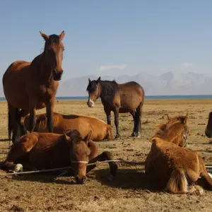 Explore Highlights of Kyrgyzstan and Kazakhstan for 9 days with G Adventures and discover unforgettable experiences - Photo 4