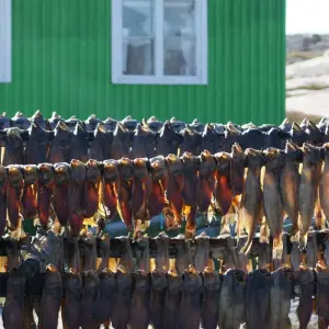 Explore Amazing Days in Ilulissat - 5 Days for 5 days with GJ Travel and discover unforgettable experiences - Photo 2