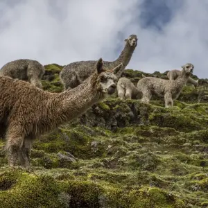 Explore Inca Discovery for 8 days with G Adventures and discover unforgettable experiences - Photo 8