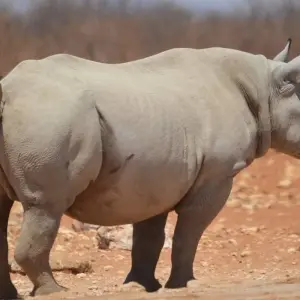 Explore Highlights of Southern Africa for 30 days with G Adventures and discover unforgettable experiences - Photo 3