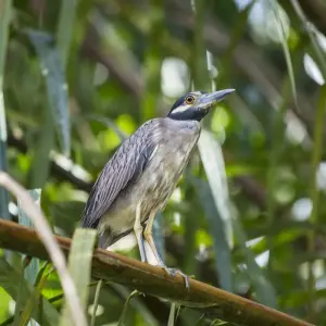 Explore Costa Rica Quest for 9 days with G Adventures and discover unforgettable experiences - Photo 3