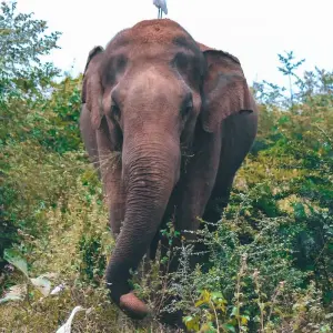 Explore Sri Lanka Express for 8 days with G Adventures and discover unforgettable experiences - Photo 8