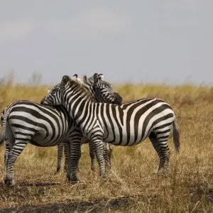 Explore Kenya to Zimbabwe Overland Safari for 20 days with G Adventures and discover unforgettable experiences - Photo 2