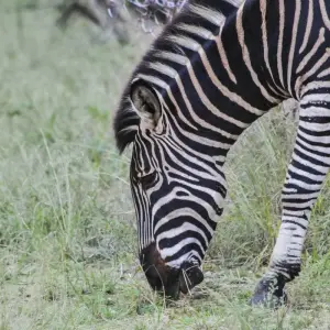 Explore Nairobi to Joburg Overland: Craters & Camping for 27 days with G Adventures and discover unforgettable experiences - Photo 5