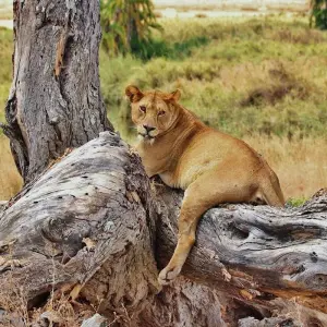 Explore Nairobi to Joburg Overland: Craters & Camping for 27 days with G Adventures and discover unforgettable experiences - Photo 7