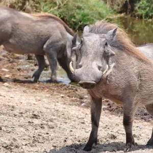 Explore Nairobi to Joburg Overland: Craters & Camping for 27 days with G Adventures and discover unforgettable experiences - Photo 8