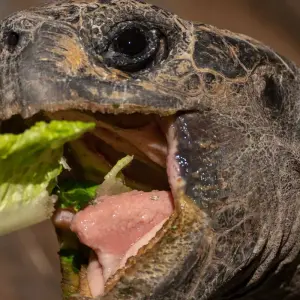 Explore Luxury Galapagos 8 Days Tour for 8 days with GUIDEcuador Travel and discover unforgettable experiences - Photo 3
