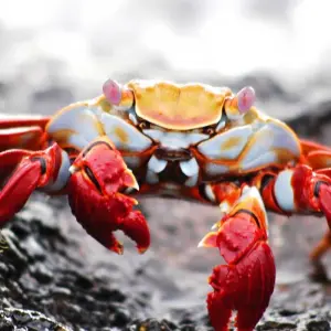 Explore Luxury Galapagos 8 Days Tour for 8 days with GUIDEcuador Travel and discover unforgettable experiences - Photo 4