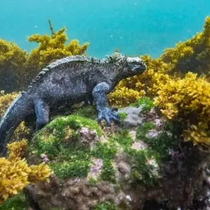 Explore Luxury Galapagos 8 Days Tour for 8 days with GUIDEcuador Travel and discover unforgettable experiences - Photo 7