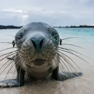 Explore Luxury Galapagos 8 Days Tour for 8 days with GUIDEcuador Travel and discover unforgettable experiences - Photo 9