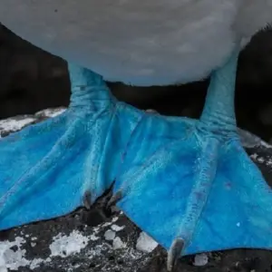 Explore Luxury Galapagos 8 Days Tour for 8 days with GUIDEcuador Travel and discover unforgettable experiences - Photo 11