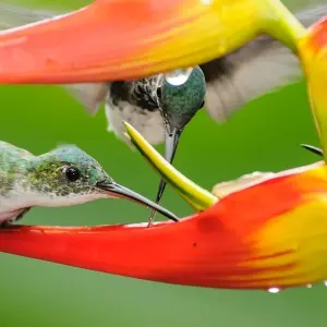 Explore Ecuador Big Five 18 Days Tour for 18 days with GUIDEcuador Travel and discover unforgettable experiences - Photo 11