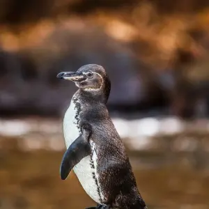Explore Galapagos Ultimate 6 Days Tour for 6 days with GUIDEcuador Travel and discover unforgettable experiences - Photo 2