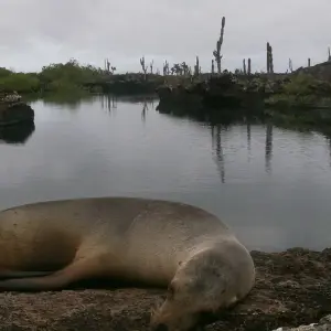 Explore Fly Galapagos Unique 9 Days Tour for 9 days with GUIDEcuador Travel and discover unforgettable experiences - Photo 2