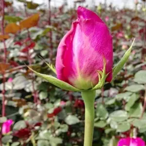 Explore Ecuador Wine and Roses 3 Days Tour for 3 days with GUIDEcuador Travel and discover unforgettable experiences - Photo 9