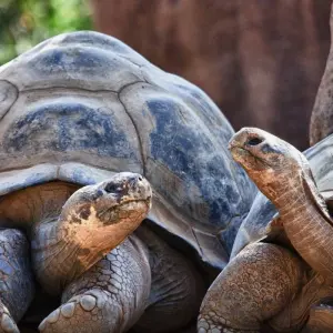 Explore Galapagos Ultimate 6 Days Tour for 6 days with GUIDEcuador Travel and discover unforgettable experiences - Photo 5