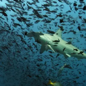 Explore Galapagos Ultimate 6 Days Tour for 6 days with GUIDEcuador Travel and discover unforgettable experiences - Photo 6