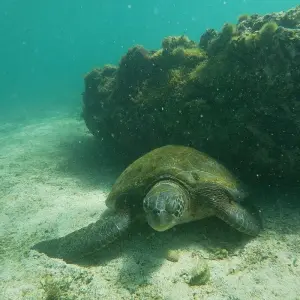 Explore Fly Galapagos Unique 9 Days Tour for 9 days with GUIDEcuador Travel and discover unforgettable experiences - Photo 8
