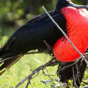 Explore Galapagos Big Five 9 Days Tour for 9 days with GUIDEcuador Travel and discover unforgettable experiences - Photo 4
