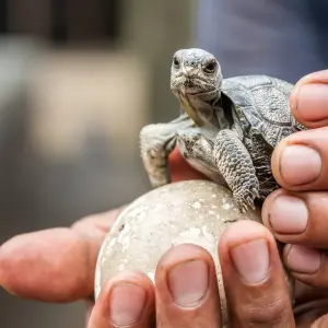 Explore Galapagos Ultimate 6 Days Tour for 6 days with GUIDEcuador Travel and discover unforgettable experiences - Photo 9
