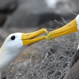 Explore Galapagos Big Five 9 Days Tour for 9 days with GUIDEcuador Travel and discover unforgettable experiences - Photo 5