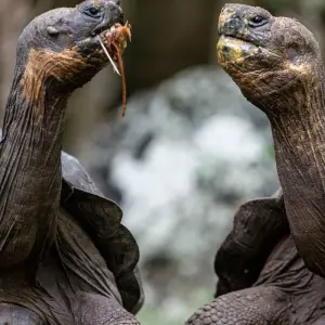 Explore Galapagos Ultimate 6 Days Tour for 6 days with GUIDEcuador Travel and discover unforgettable experiences - Photo 10