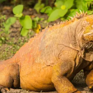 Explore Galapagos Big Five 9 Days Tour for 9 days with GUIDEcuador Travel and discover unforgettable experiences - Photo 6