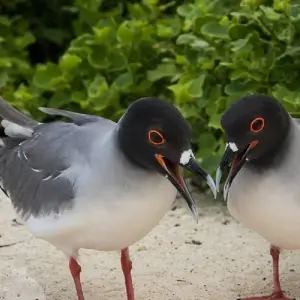 Explore Galapagos Big Five 9 Days Tour for 9 days with GUIDEcuador Travel and discover unforgettable experiences - Photo 7