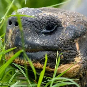 Explore Galapagos Big Five 9 Days Tour for 9 days with GUIDEcuador Travel and discover unforgettable experiences - Photo 8