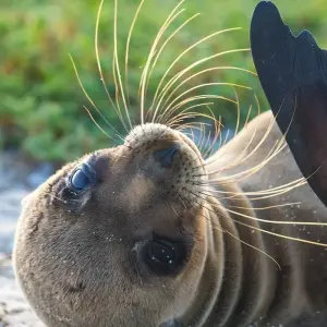 Explore Galapagos Big Five 9 Days Tour for 9 days with GUIDEcuador Travel and discover unforgettable experiences - Photo 9