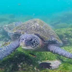 Explore Galapagos Big Five 9 Days Tour for 9 days with GUIDEcuador Travel and discover unforgettable experiences - Photo 10