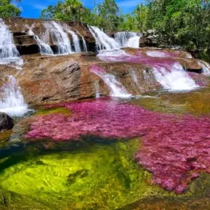 Explore Caño Cristales 3 days tour from Bogota for 3 days with GUIDEcuador Travel and discover unforgettable experiences - Photo 6