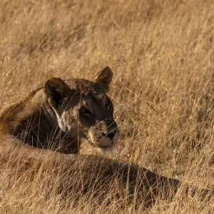 Explore Nairobi to Zanzibar: Serengeti & Sunsets for 10 days with G Adventures and discover unforgettable experiences - Photo 5