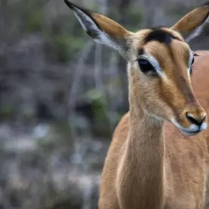 Explore Nairobi to Zanzibar: Serengeti & Sunsets for 10 days with G Adventures and discover unforgettable experiences - Photo 6