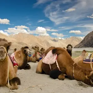 Explore Scintillating Ladakh Experience for 8 days with GeTS Holidays and discover unforgettable experiences - Photo 4