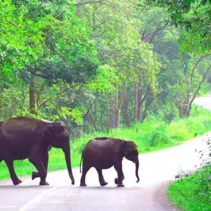 Explore Enchanting Karnataka and Kerala for 13 days with GeTS Holidays and discover unforgettable experiences - Photo 7