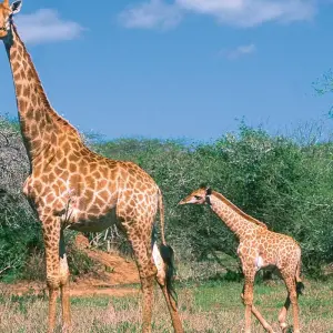 Explore Kenya and Tanzania - savannah dreams in an animal paradise for 13 days with Gebeco and discover unforgettable experiences - Photo 3